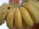 腰痛と島バナナ