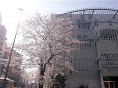 東京藝術大学(千住キャンパス)前の桜