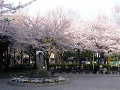 仲町公園の桜