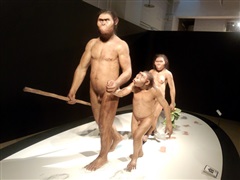 アファール猿人(360 万年前の足跡の化石から復元)